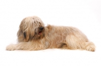 Picture of Australian Champion Briard lying down on white background