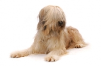 Picture of Australian Champion Briard lying down on white background