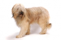 Picture of Australian Champion Briard on white background