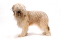 Picture of Australian Champion Briard on white background