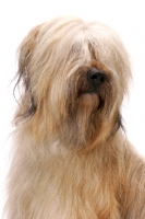 Picture of Australian Champion Briard on white background, portrait