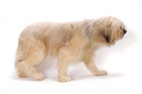 Picture of Australian Champion Briard side view on white background