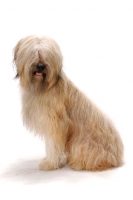 Picture of Australian Champion Briard sitting on white background