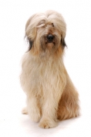 Picture of Australian Champion Briard sitting on white background