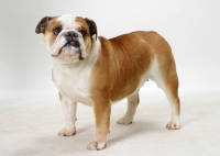 Picture of Australian Champion British Bulldog on white background