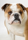 Picture of Australian Champion British Bulldog on white background, portrait