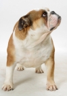 Picture of Australian Champion British Bulldog on white background, looking up