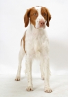 Picture of Australian Champion Brittany dog on white background