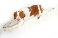 Picture of Australian Champion Brittany dog on white background, top view
