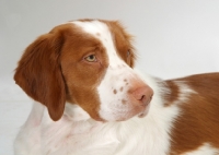 Picture of Australian Champion Brittany dog on white background, looking away