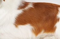 Picture of Australian Champion Brittany dog, coat detail