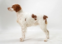 Picture of Australian Champion Brittany standing on white background