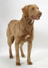 Picture of Australian Champion Chesapeake  Bay  Retriever