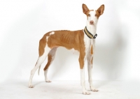 Picture of Australian Champion Chestnut & White Ibizan Hound