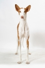 Picture of Australian Champion Chestnut & White Ibizan Hound, front view