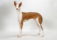 Picture of Australian Champion Chestnut & White Ibizan Hound, standing