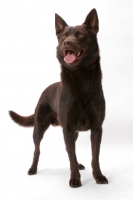 Picture of Australian Champion, chocolate Australian Kelpie standing on white background