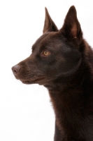 Picture of Australian Champion, chocolate Australian Kelpie portrait