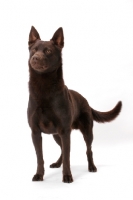 Picture of Australian Champion, chocolate Australian Kelpie