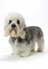 Picture of Australian Champion Dandie Dinmont, standing on white background