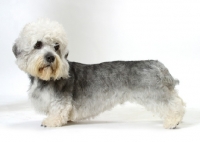 Picture of Australian Champion Dandie Dinmont