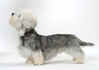 Picture of Australian Champion Dandie Dinmont, looking ahead