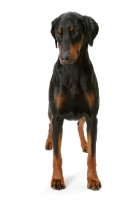 Picture of Australian Champion Dobermann, front view