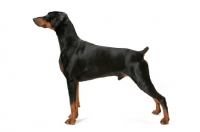 Picture of Australian Champion Dobermann posed