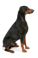 Picture of Australian Champion Dobermann sitting on white