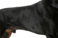 Picture of Australian Champion Dobermann coat detail