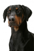 Picture of Australian Champion Dobermann head study