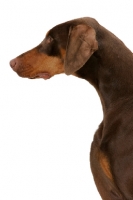 Picture of Australian Champion Dobermann, profile