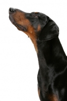 Picture of Australian Champion Dobermann, profile