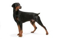 Picture of Australian Champion Dobermann