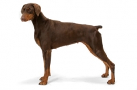 Picture of Australian Champion Dobermann