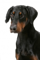 Picture of Australian Champion Dobermann