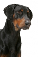 Picture of Australian Champion Dobermann