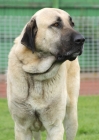 Picture of Australian Champion Fawn / Black Mask Kangal (closely related to the Anatolian Shepherd)