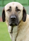 Picture of Australian Champion Fawn / Black Mask Kangal (closely related to the Anatolian Shepherd)
