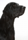 Picture of Australian champion flatcoat retriever looking up, portrait on white background