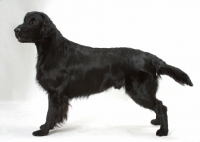 Picture of Australian champion flatcoat retriever on white background