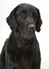 Picture of Australian champion flatcoat retriever, portrait on white background