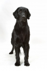 Picture of Australian champion flatcoat retriever on white background, front view