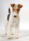 Picture of Australian Champion, Fox Terrier Wirehaired