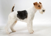 Picture of Australian Champion, Fox Terrier Wirehaired, side view