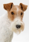 Picture of Australian Champion, Fox Terrier Wirehaired, portrait