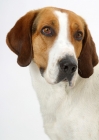 Picture of Australian Champion Foxhound portrait on white background