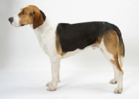 Picture of Australian Champion Foxhound standing on white background