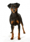 Picture of Australian Champion German Pinscher in studio