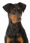 Picture of Australian Champion German Pinscher, portrait